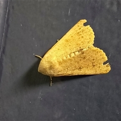 Helicoverpa (genus) at Undefined - 16 Jul 2025 07:34 AM