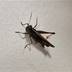 Unverified Grasshopper (several families) at Undefined - Today by Mike