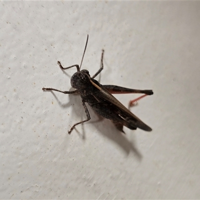 Unverified Grasshopper (several families) at Undefined - Today by Mike