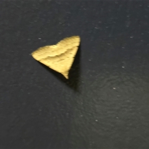 Unverified Moth (Lepidoptera) at Undefined - Today by Mike