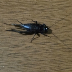 Unverified Grasshopper, Cricket or Katydid (Orthoptera) at Undefined - Today by Mike