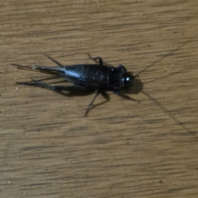 Unverified Grasshopper, Cricket or Katydid (Orthoptera) at Undefined - Today by Mike