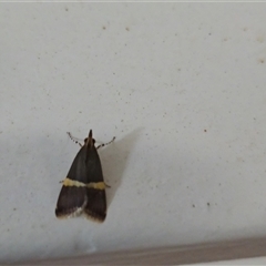 Boeotarcha taenialis at Undefined - Today by Mike
