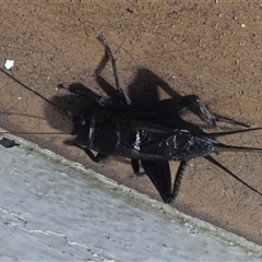 Unverified Grasshopper, Cricket or Katydid (Orthoptera) at Undefined - Today by Mike