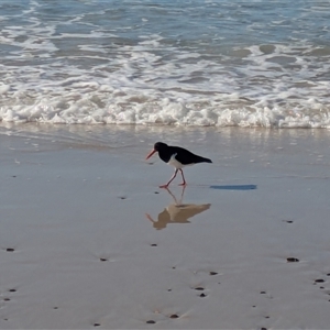 Haematopus longirostris at Byron Bay, NSW - suppressed