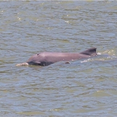 Sousa sahulensis (Australian Humpback Dolphin) at Gladstone Central, QLD - 27 Dec 2018 by MichaelBedingfield