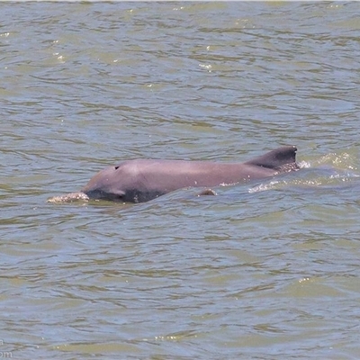 Sousa sahulensis (Australian Humpback Dolphin) at Gladstone Central, QLD - 27 Dec 2018 by MichaelBedingfield