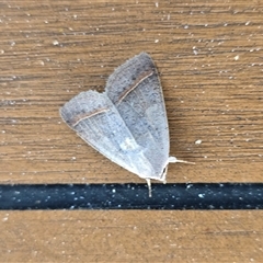 Pantydia capistrata (An Erebid moth) at Undefined - Today by Mike