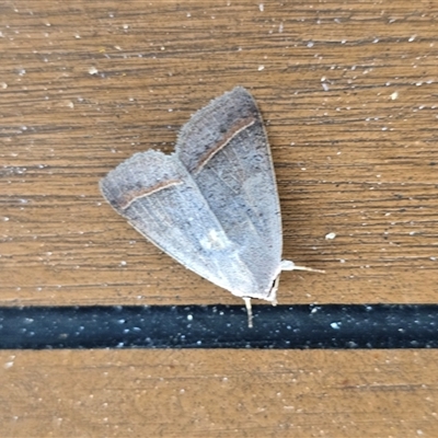 Pantydia capistrata (An Erebid moth) at Undefined - Today by Mike