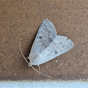 Pandesma submurina at Undefined - 16 Jul 2025 09:14 AM