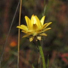 Xerochrysum viscosum (Sticky Everlasting) at Pialligo, ACT - 26 Oct 2024 by MichaelBedingfield