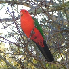 Alisterus scapularis (Australian King-Parrot) at Symonston, ACT - Today by CallumBraeRuralProperty