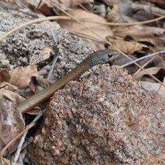 Demansia torquata (Collared Whipsnake) at Horseshoe Bay, QLD - 12 Jul 2025 by mroseby