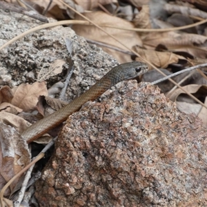 Demansia torquata (Collared Whipsnake) at Horseshoe Bay, QLD - 12 Jul 2025 by mroseby
