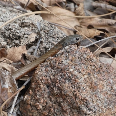 Demansia torquata (Collared Whipsnake) at Horseshoe Bay, QLD - 12 Jul 2025 by mroseby