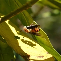 Unverified Bee (Hymenoptera, Apiformes) at Horseshoe Bay, QLD - 12 Jul 2025 by mroseby