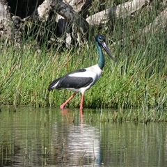 Ephippiorhynchus asiaticus (Black-necked Stork) at Magnetic Island, QLD - 12 Jul 2025 by mroseby