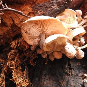 Cortinarius sp. by GlossyGal