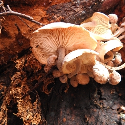 Cortinarius sp. by GlossyGal