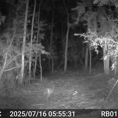 Vulpes vulpes (Red Fox) at Bucketty, NSW - Today by MartinPredavec