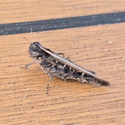 Unverified Grasshopper (several families) at Undefined - Today by Mike