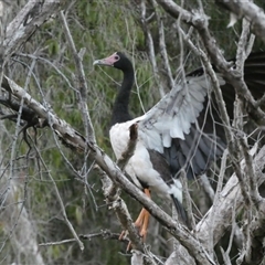 Cygnus atratus at Florence Bay, QLD - 12 Jul 2025 by mroseby