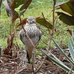 Dacelo novaeguineae at Florence Bay, QLD - 13 Jul 2025 by mroseby