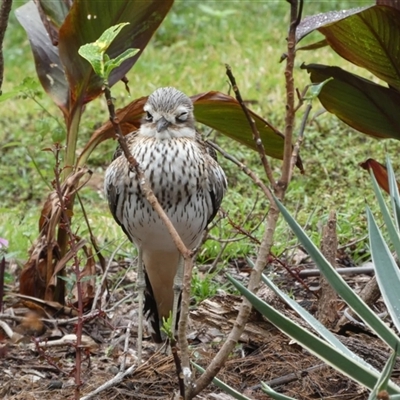 Dacelo novaeguineae at Florence Bay, QLD - 13 Jul 2025 by mroseby