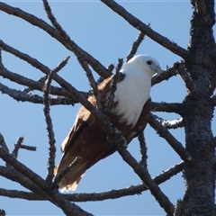 Haliastur indus at Florence Bay, QLD - 13 Jul 2025 by mroseby