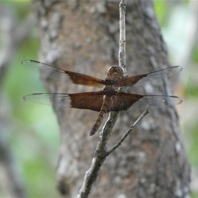 Neurothemis stigmatizans at Florence Bay, QLD - 12 Jul 2025 by mroseby