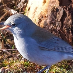 Colluricincla harmonica (Grey Shrikethrush) at Rendezvous Creek, ACT - 14 Jul 2025 by jb2602