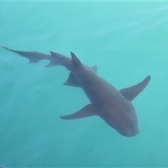 Unverified Shark / Ray at Undefined - Today by Mike