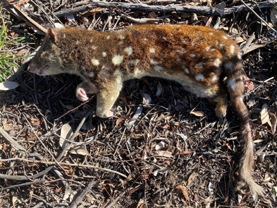 Dasyurus maculatus ssp. maculatus (Spotted-tailed Quoll) by nic.jario