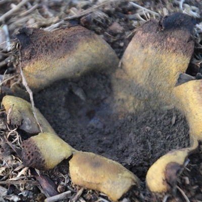 Unverified Spore sac on a star-like base [earthstars] at Florey, ACT - 12 Jul 2025 by Jennybach