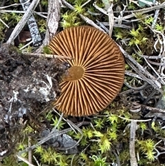 Unverified Cap on a stem; gills below cap [mushrooms or mushroom-like] at Aranda, ACT - Today by lbradley