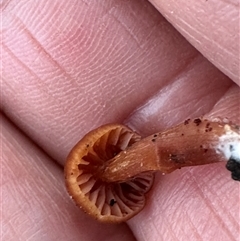 Unverified Cap on a stem; gills below cap [mushrooms or mushroom-like] at Aranda, ACT - Today by lbradley