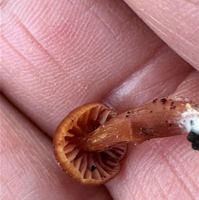 Unverified Cap on a stem; gills below cap [mushrooms or mushroom-like] at Aranda, ACT - Today by lbradley