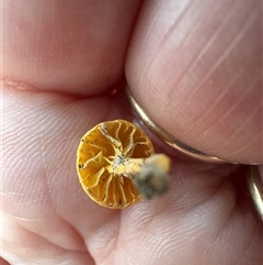 Unverified Cap on a stem; gills below cap [mushrooms or mushroom-like] at Aranda, ACT - Today by lbradley