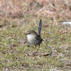 Malurus cyaneus (Superb Fairywren) at Forde, ACT - Today by jmcleod