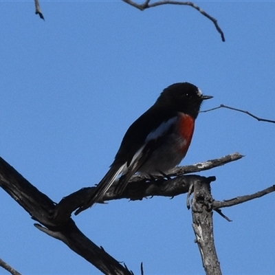 Petroica boodang (Scarlet Robin) at Forde, ACT - Today by jmcleod