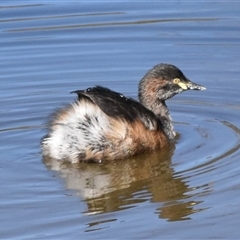 Tachybaptus novaehollandiae (Australasian Grebe) at Forde, ACT - Today by jmcleod