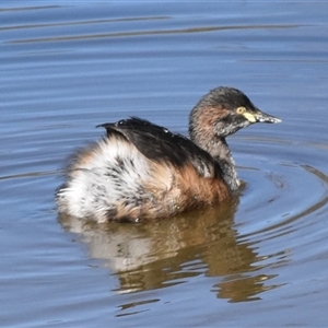 Tachybaptus novaehollandiae at Forde, ACT - Today by jmcleod