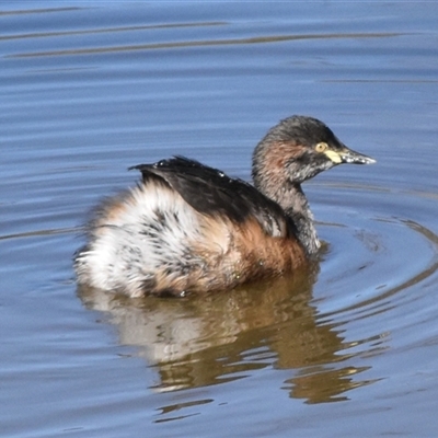 Tachybaptus novaehollandiae (Australasian Grebe) at Forde, ACT - Today by jmcleod