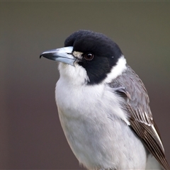 Cracticus torquatus (Grey Butcherbird) at Ainslie, ACT - 2 Jun 2025 by jb2602