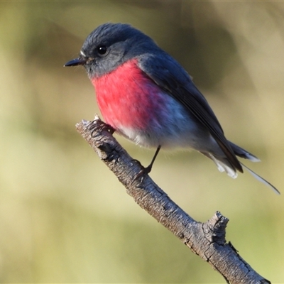 Petroica rosea (Rose Robin) at Uriarra Village, ACT - Today by LineMarie