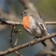 Petroica boodang (Scarlet Robin) at Uriarra Village, ACT - Today by LineMarie