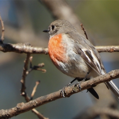 Petroica boodang (Scarlet Robin) at Uriarra Village, ACT - Today by LineMarie