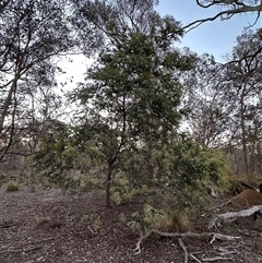 Acacia baileyana (Cootamundra Wattle, Golden Mimosa) at Aranda, ACT - Today by lbradley
