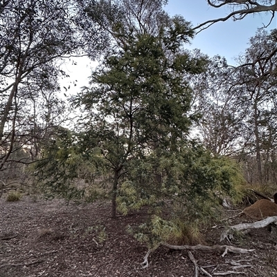 Acacia baileyana (Cootamundra Wattle, Golden Mimosa) at Aranda, ACT - Today by lbradley