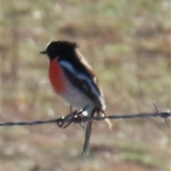 Petroica boodang (Scarlet Robin) at Yarralumla, ACT - Today by lbradley